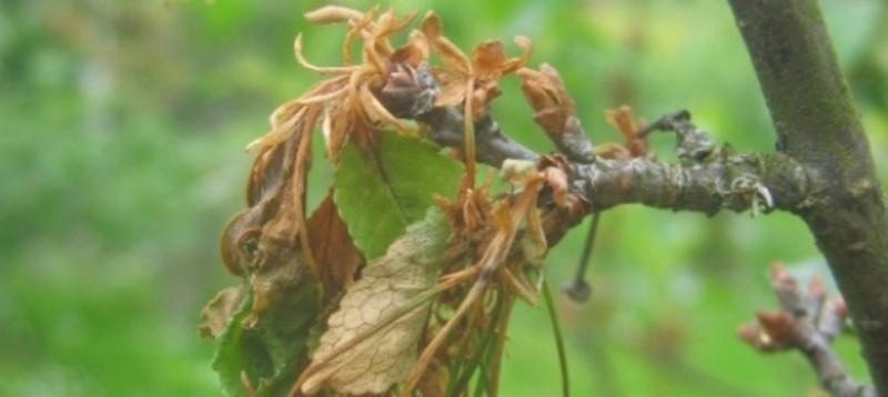 Brunatna zgnilizna – skuteczna ochrona sadów pestkowych