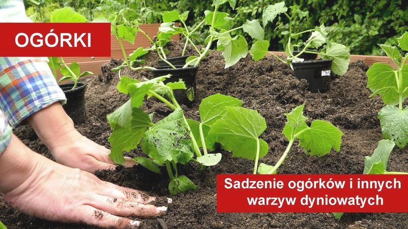 Co ile sadzić ogórki z rozsady? Optymalne odstępy dla obfitych plonów