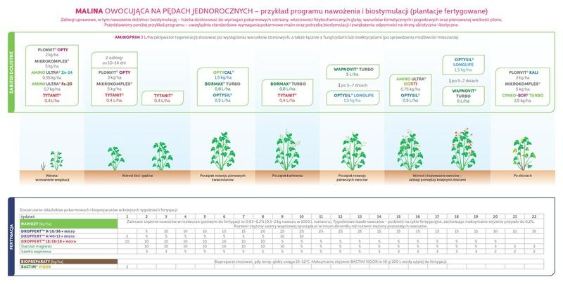 Czym nawozić maliny, by obficie owocowały? Terminy i najlepsze nawozy
