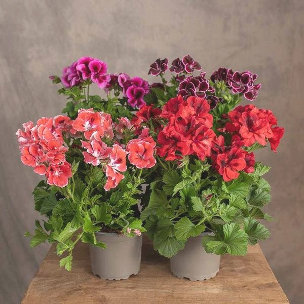 Domowy nawóz do pelargonii – co naprawdę daje burzę kwiatów?