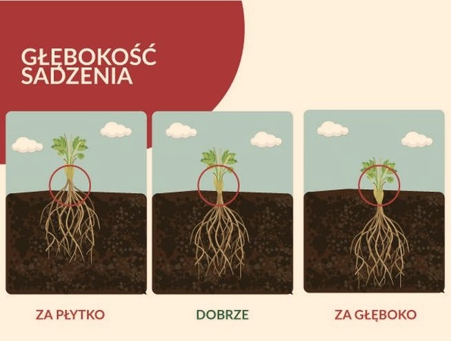Jak sadzić truskawki z sadzonek, by szybko się przyjęły?