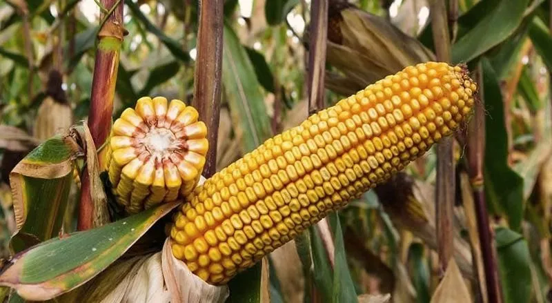 Jak zwiększyć plon kukurydzy – 7 praktycznych sposobów na wyższy zbiór