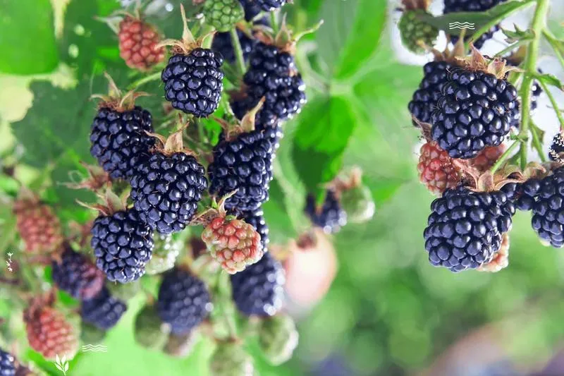 Jeżyna – jaka gleba zapewni obfite plony?