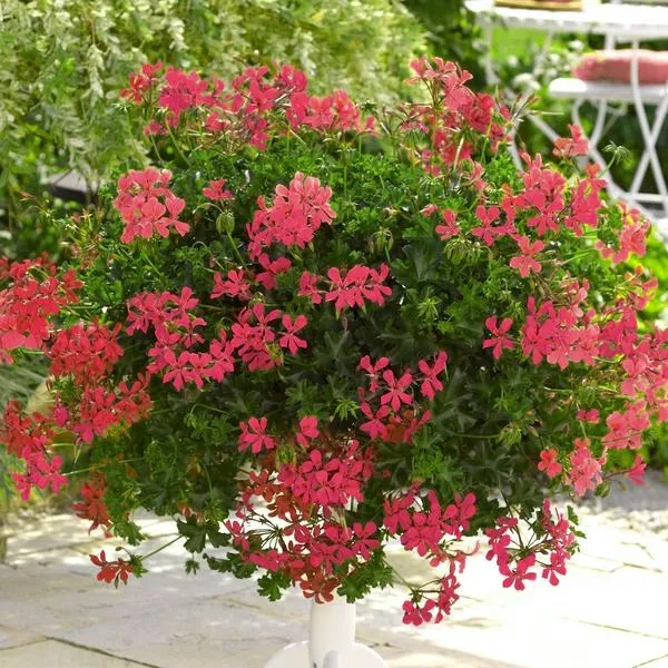 Pelargonia bluszczolistna – sadzenie i pielęgnacja dla obfitego kwitnienia