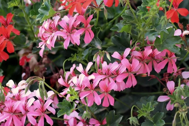 Pelargonia kaskadowa: jak zadbać o gęstą kaskadę kwiatów