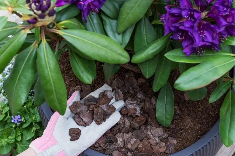 Rododendron w donicy – pielęgnacja, dzięki której zakwitnie co roku