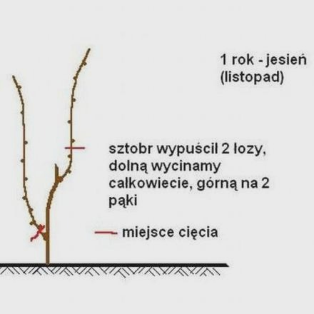 Sadzenie winorośli krok po kroku: jak uniknąć błędów i cieszyć się plonami