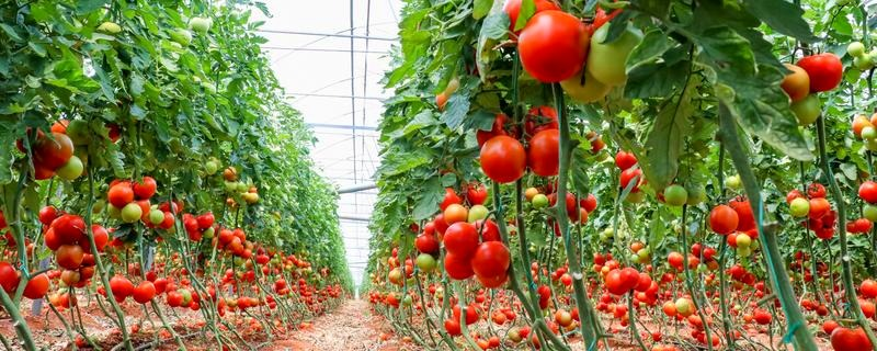 Uprawa pomidorów z nasion – jak wyhodować silną i zdrową rozsadę?